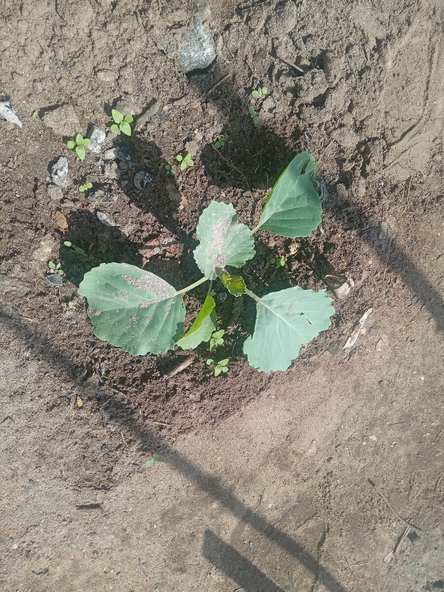 Зола на капусте против вредителей