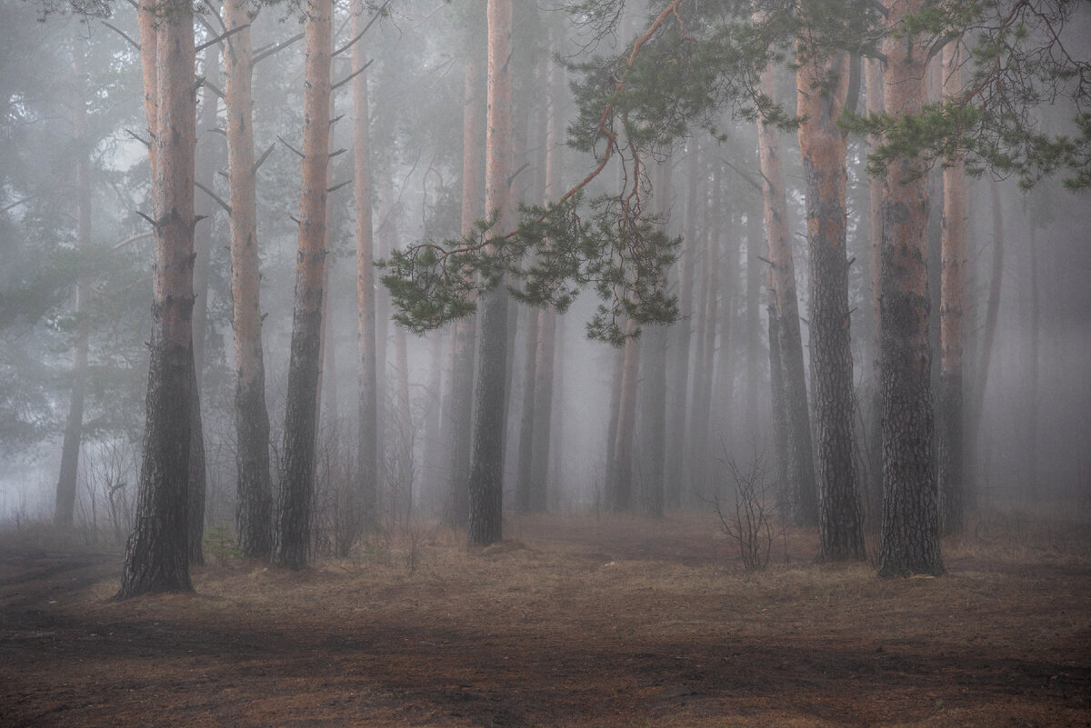 Сосновый лес в тумане