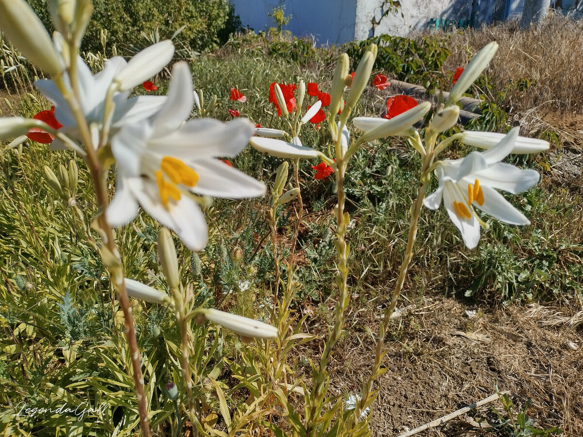 И не одна, а сразу несколько штук распустились 