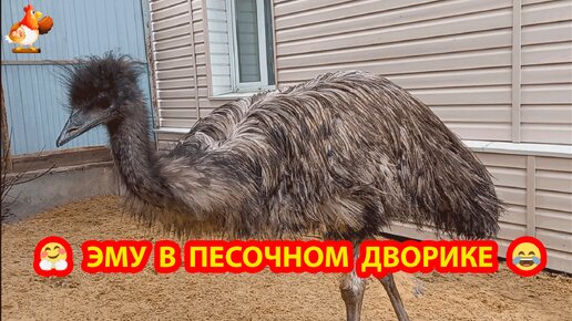 Эму в песочном дворике 🏜️ Луис и Дормидонт долбят окно и дом ❣️🤗😂