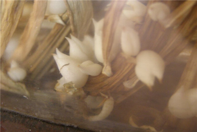 Η εκκλησία του Αγίου Νικολάου του Θαυματουργού στο χωριό Kulevcha, στην περιοχή της Οδησσού, κερδίζει αυξανόμενη δημοτικότητα για περισσότερα από είκοσι χρόνια λόγω των πολυάριθμων θαυμάτων που συμβαίνουν εκεί.-3