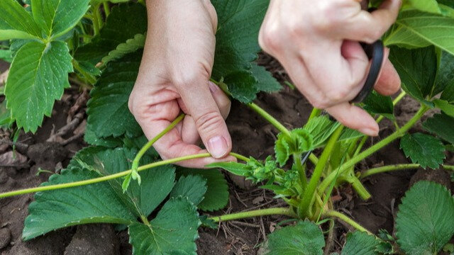 Садоводы часто твердят, что для размножения нужно брать ус, растущий первым от материнского куста. 