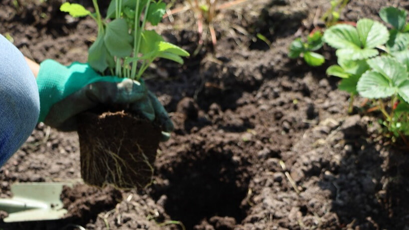 Когда усы подрастут и станут «вываливаться» наружу, их можно перенести на постоянное место.