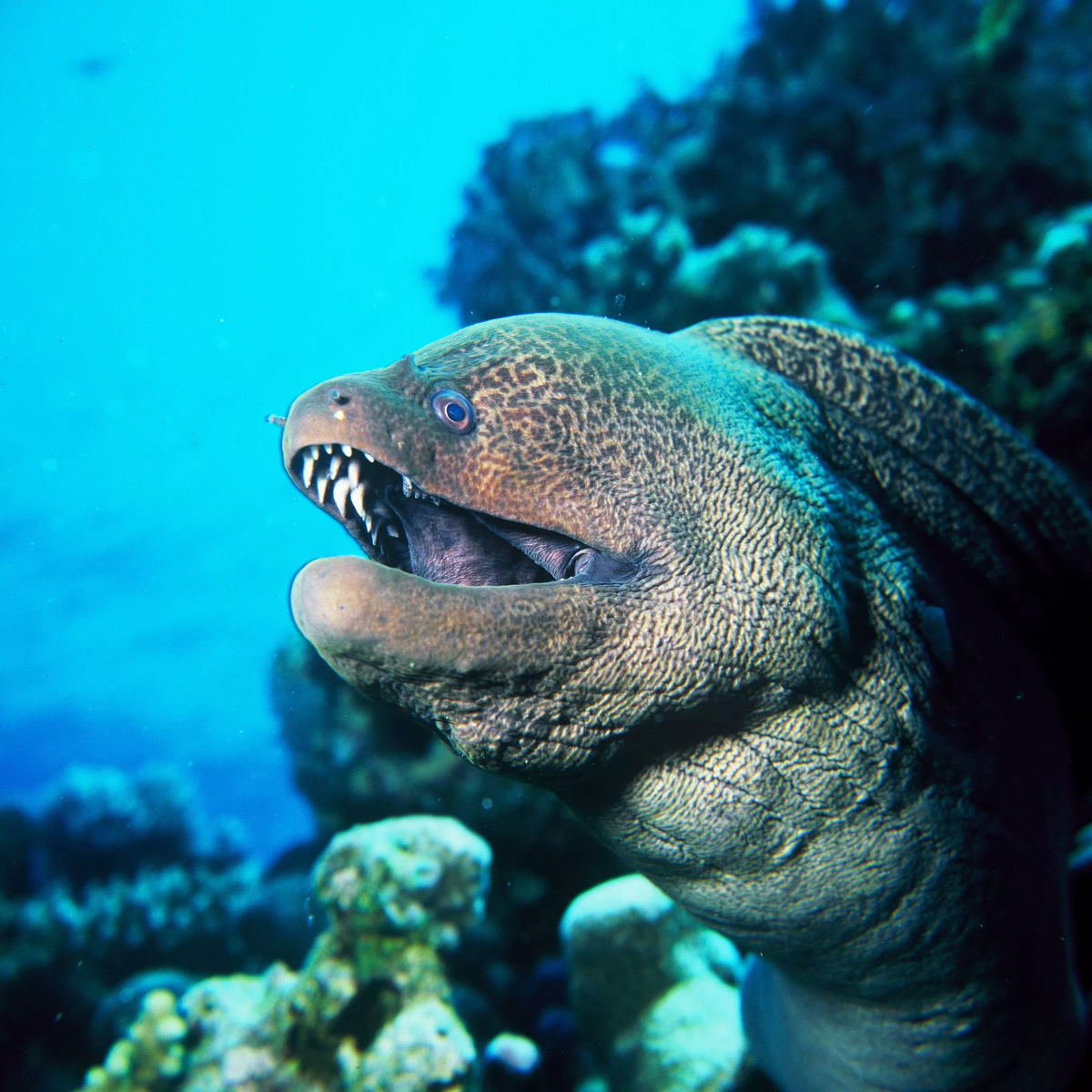 Мурена - одна из самых страшных и хищных рыб в океане