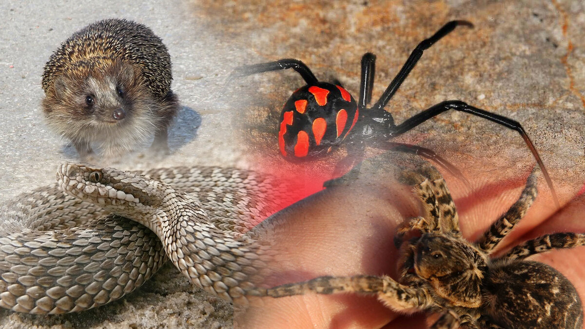 коллаж автора