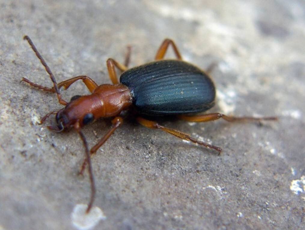 The Bombastic Bombardier Beetle Beetle, Insects, Fun facts