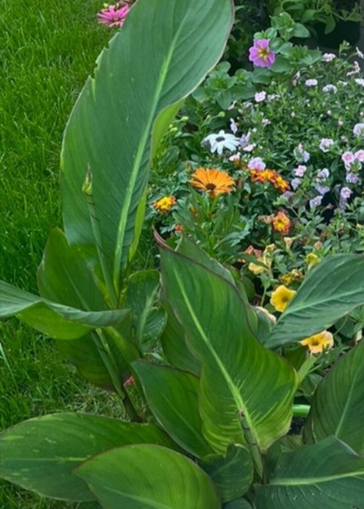 Разные краски