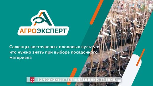 «Агроэксперт помогает». Саженцы косточковых плодовых культур: что нужно знать