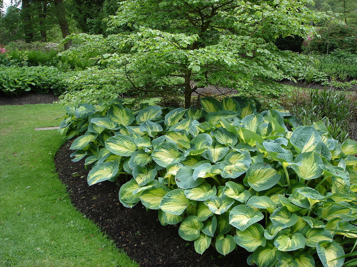   Хоста 'Great Expectations' в большом саду. Фото