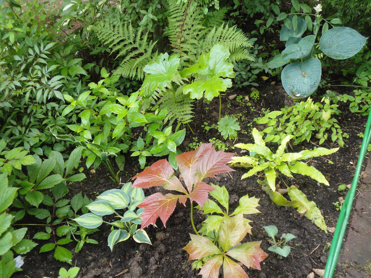    Большинство хост тенелюбиво.