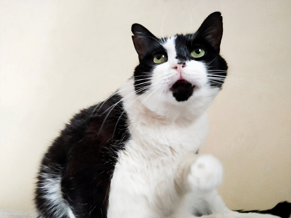 Геральт, когда его спросили, будет он помидорку или огурчик