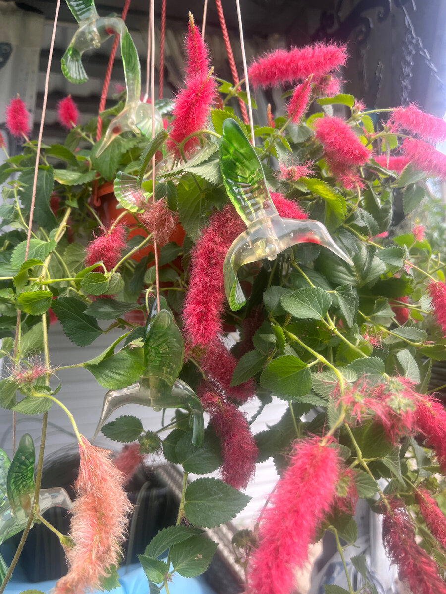 Не могла я пройти мимо этих розовых пушистиков