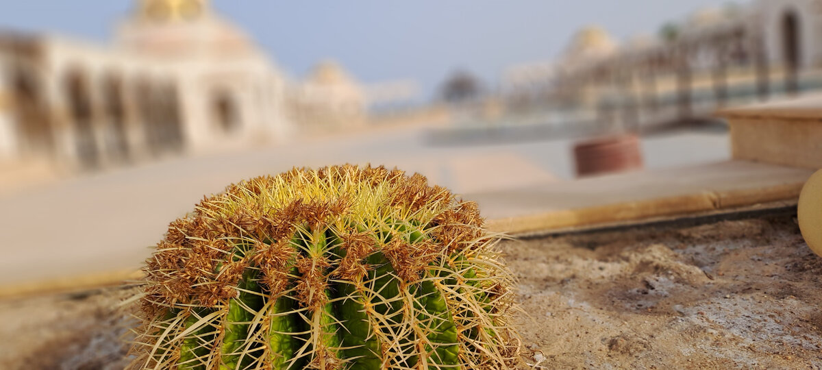 Фото для Дзена. Канал @hurghada
