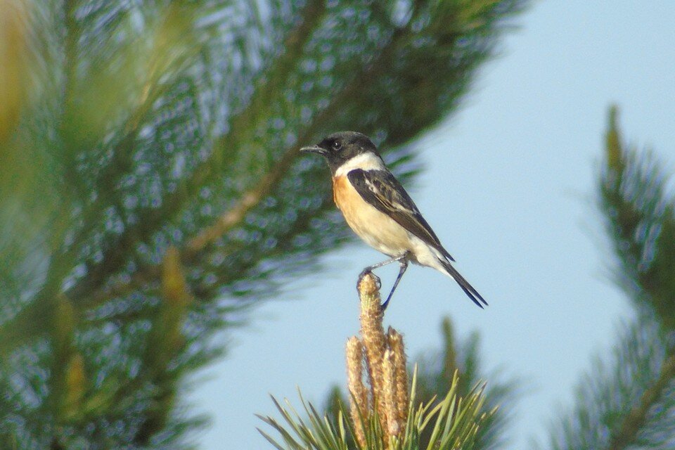    Фото: Лесопожарный центр Красноярского края
