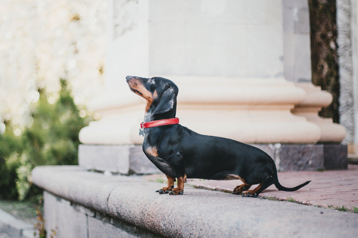 Короткие лапы у такс - результат генетической особенности, называемой хондродисплазией