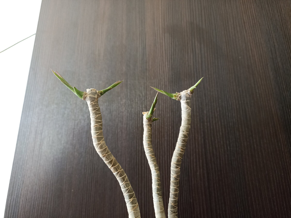 По два молодых побега дала драцена на каждом стебле. И ещё просыпаются по одной почке на каждой прямо сейчас! Ура!