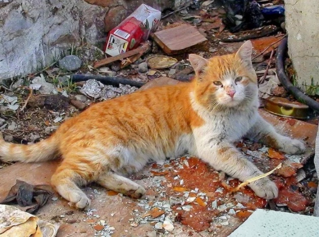 Злым людям мешал соседский кот и они решили избавиться от него по-своему