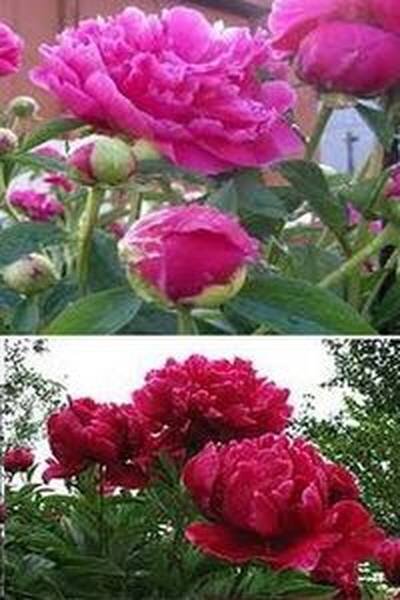 уход за пионами