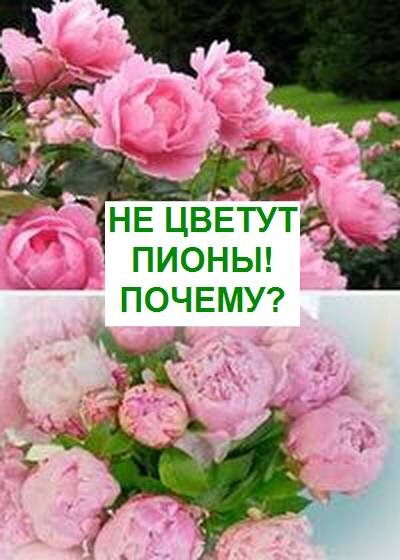 цветут пионы в саду