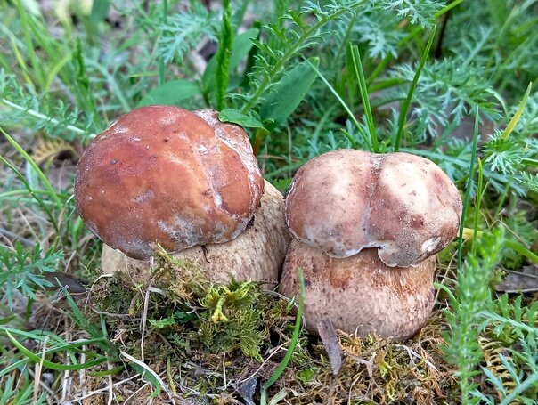 Какого пола грибы. Какого пола грибы. Грибы карлики. Губчатые грибы ядовитые. Орган спороношения гриба.
