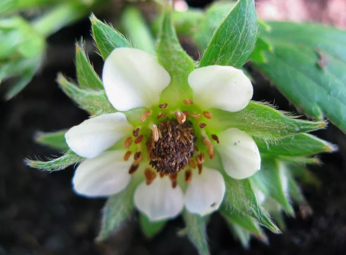 Чернеет серединка цветка (источник фото: pokayadoma.ru)