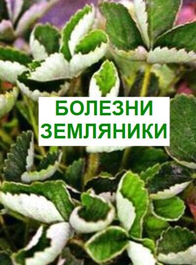 Болезни земляники и борьба с ними