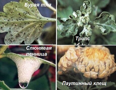 Заболевания хризантем фото Хризантемы, болезни и вредители Дачный клуб Дзен