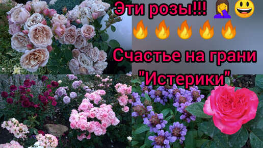 Рооозы😍❤❤❤! Mereilli Dumas😍🔥🙏, не знаю кого показать первой🤷‍♀️ 😃...