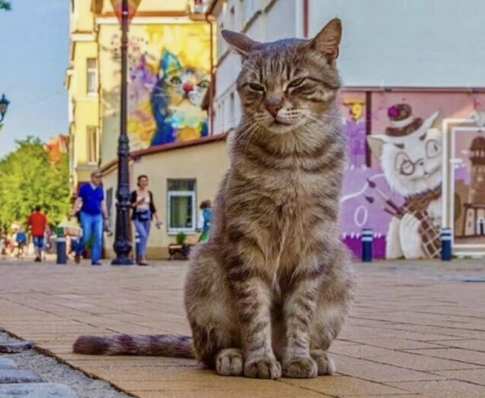 Фото: Зеленоградск - город кошек. Фотолюбитель Ольга Коренева. Путешествия. Фото