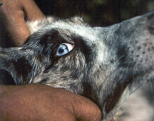 источник фото: https://www.ashgi.org/wp-content/uploads/2013/11/iris-coloboma.jpg