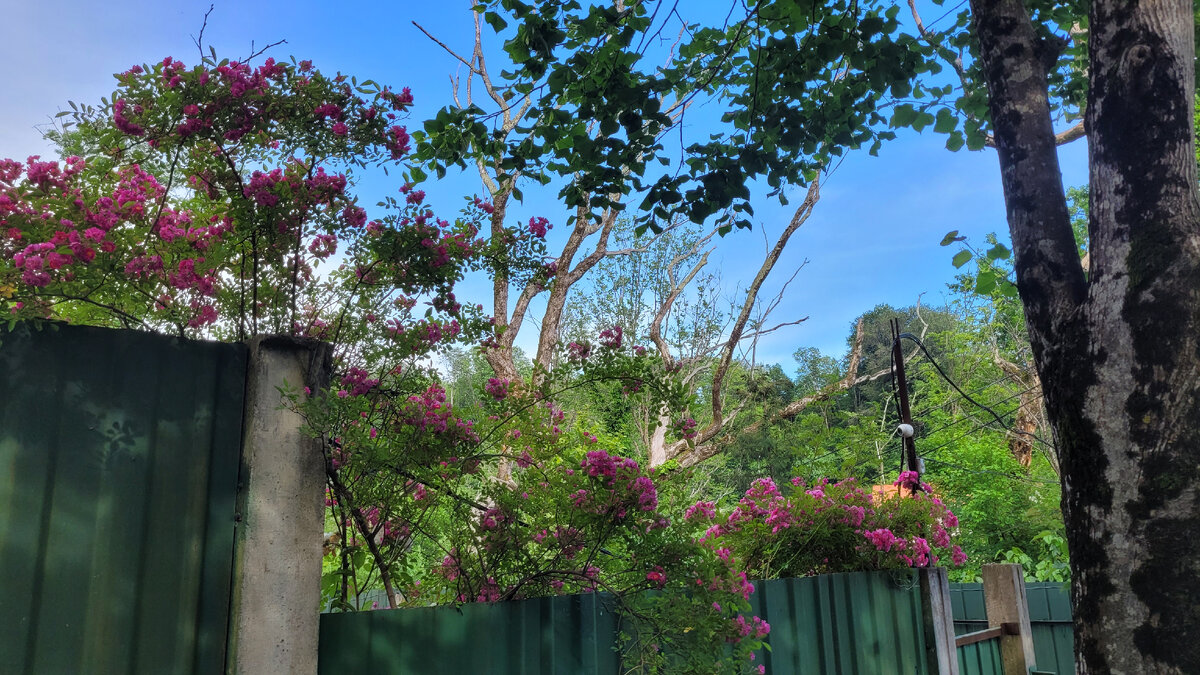 Цветы по пути к морю