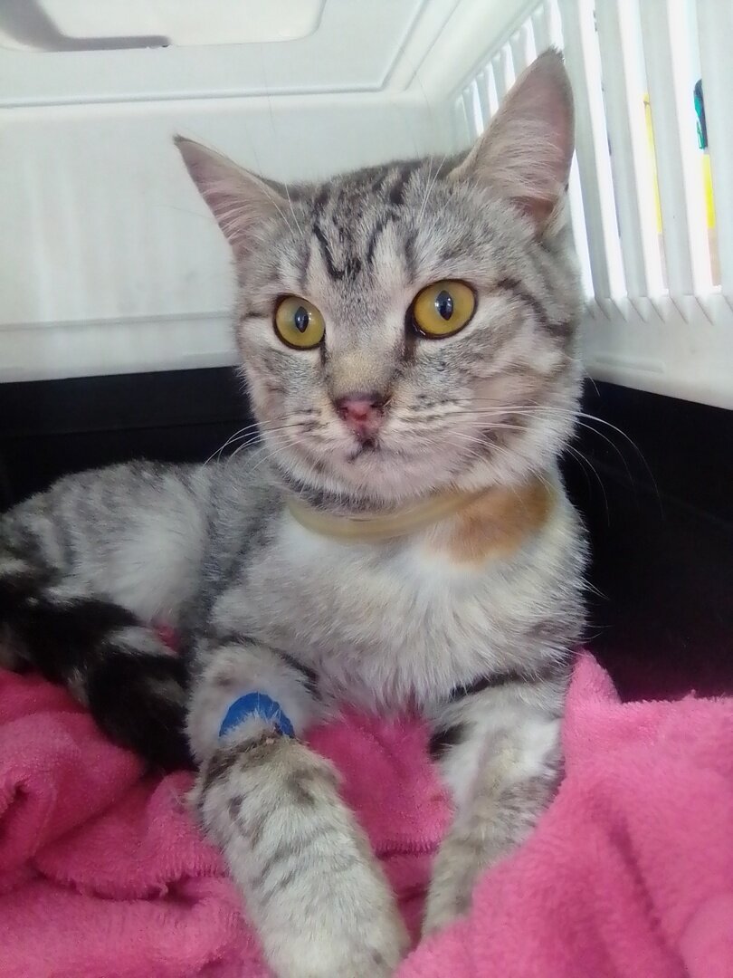 Алиса ждет результаты общего анализа крови