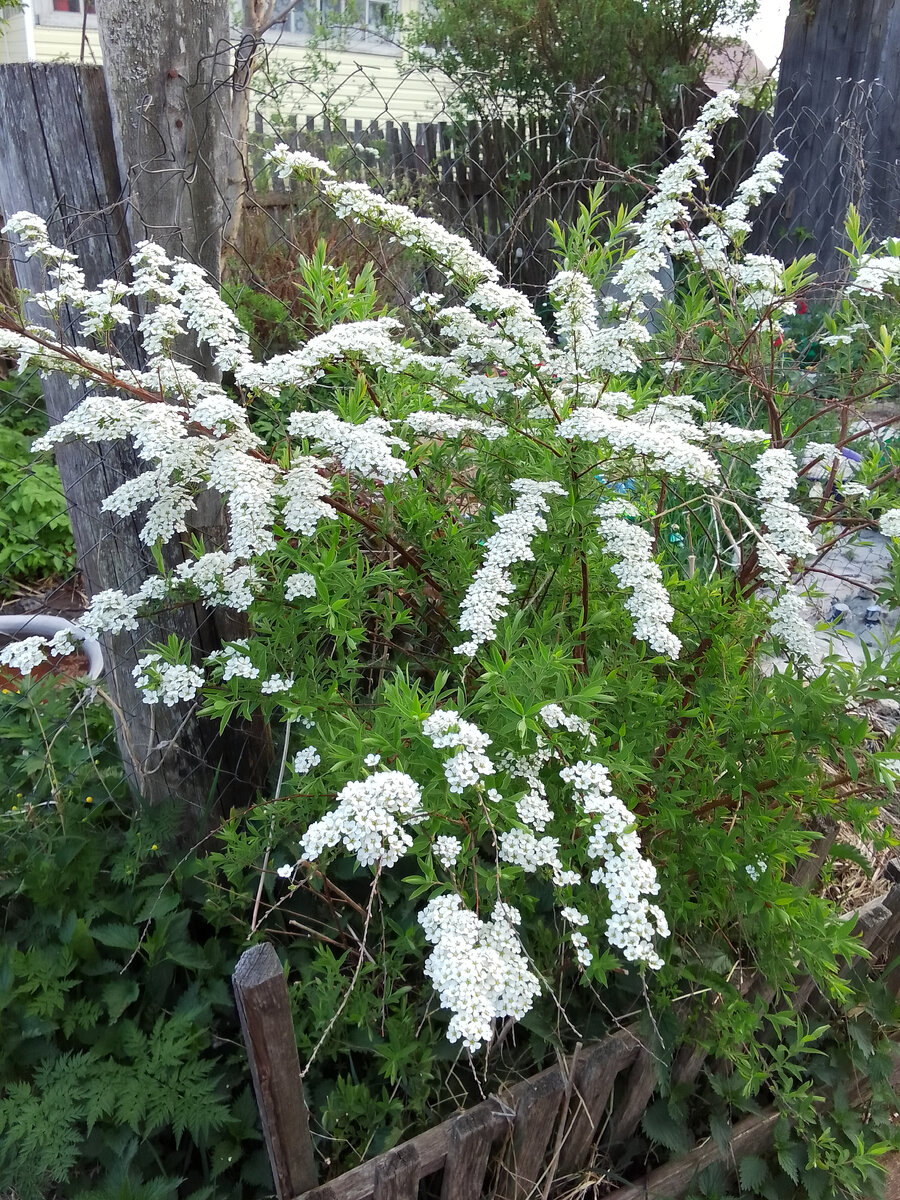 Спирея около дома 🌺 30 мая 2024 г.