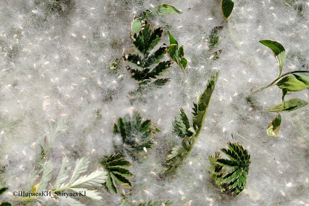 Воробьи и голуби клюют эти тополиные семена.