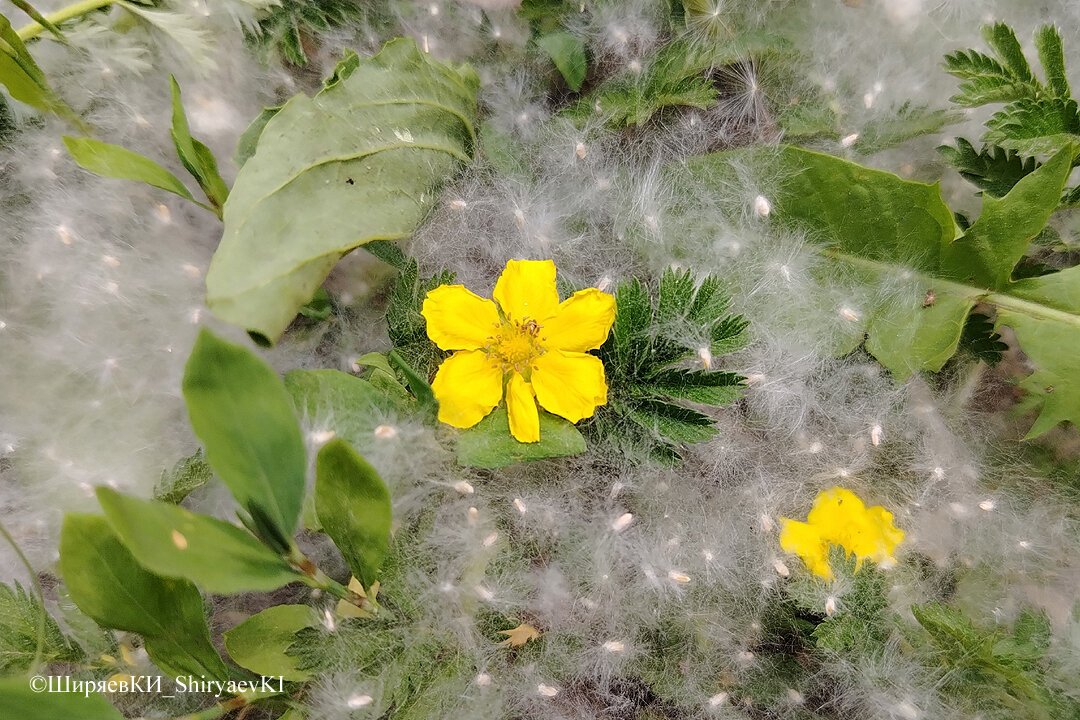 Сколько же надо их съесть, чтобы утолить голод?