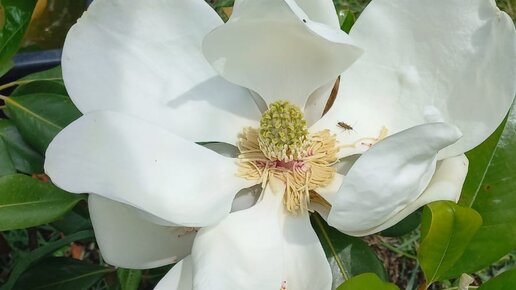 Магнолии цветут новые жители сада феерия цветения роз все заметно подросло Южный сад в мае