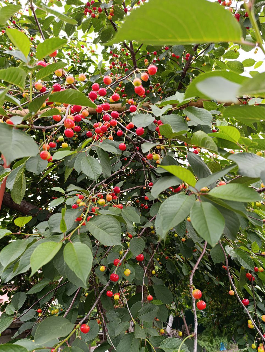 Фото Svetlanka_Don