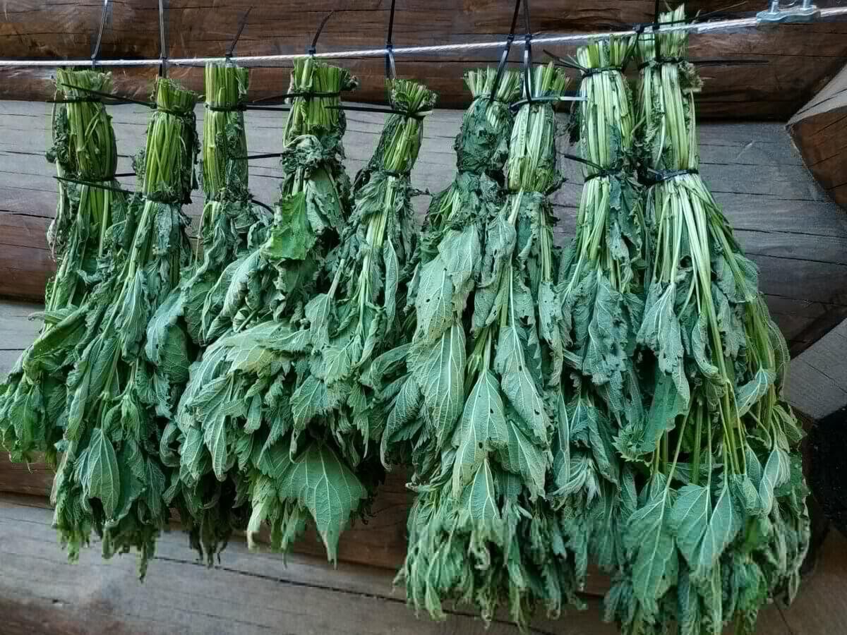 Из крапивы получается прекрасный и целебный веник для бани. 