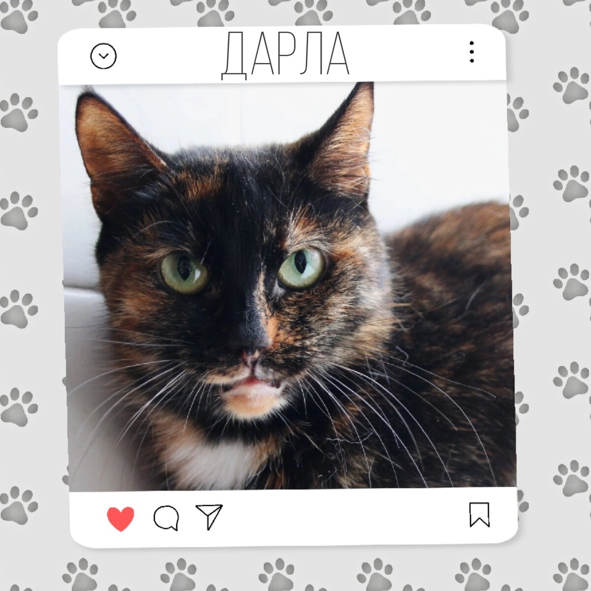 Кошка Дарла ищет дом ✨️🐾 | Приют для кошек 