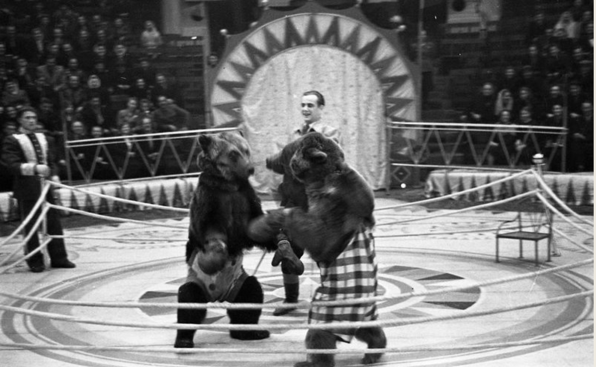 Боевые медведи на ринге, фото: Семен Мишин-Моргенштерн