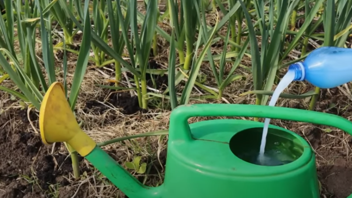 Последняя "подкормка чеснока" в июне. Не поверите, головки вырастают огромными – с кулак (жалею, что не знал раньше)