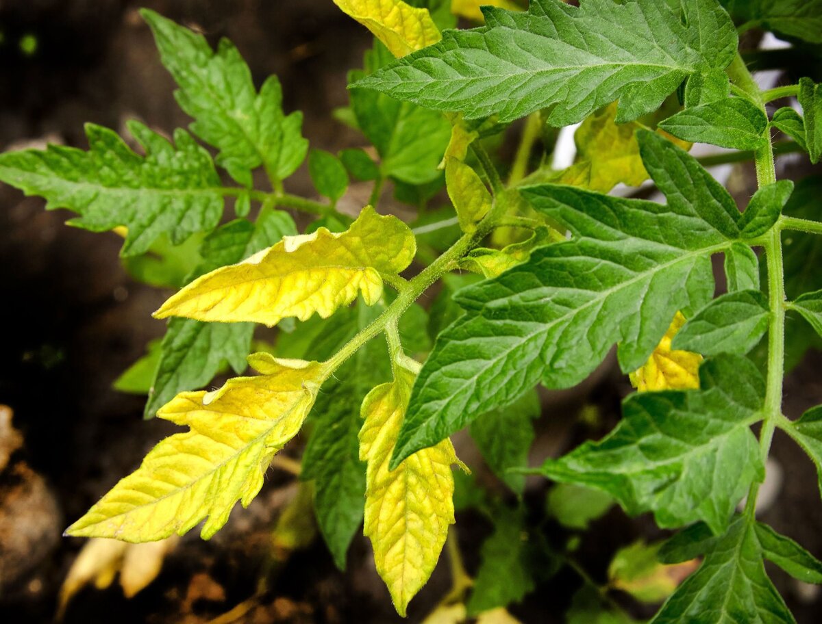фото: https://zaborklass.ru/zelteut-lista-pomidorov-v-teplice-pocemu-i-cto-delat-pozelteli-tomaty-pobeleli-i-sohnut/