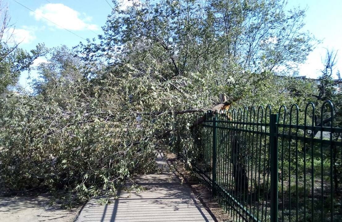 Поваленное ураганом дерево