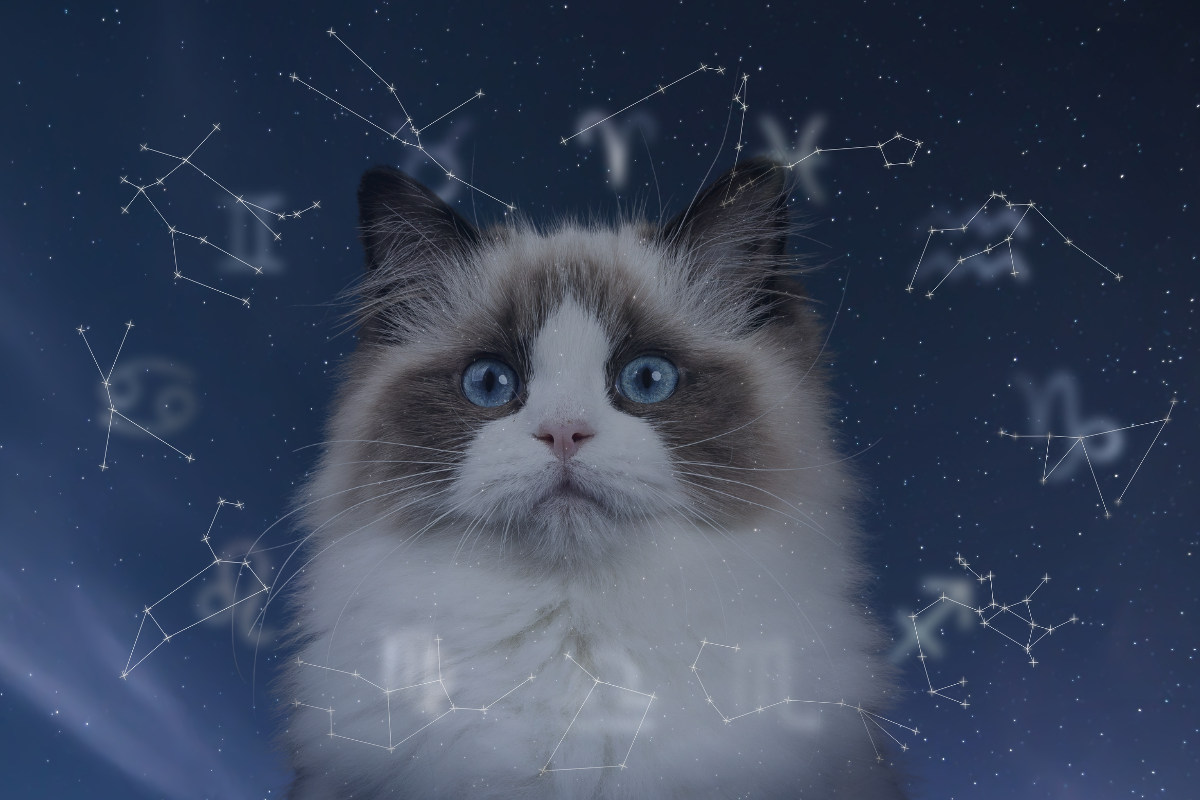 Кошка со знаками зодиака 