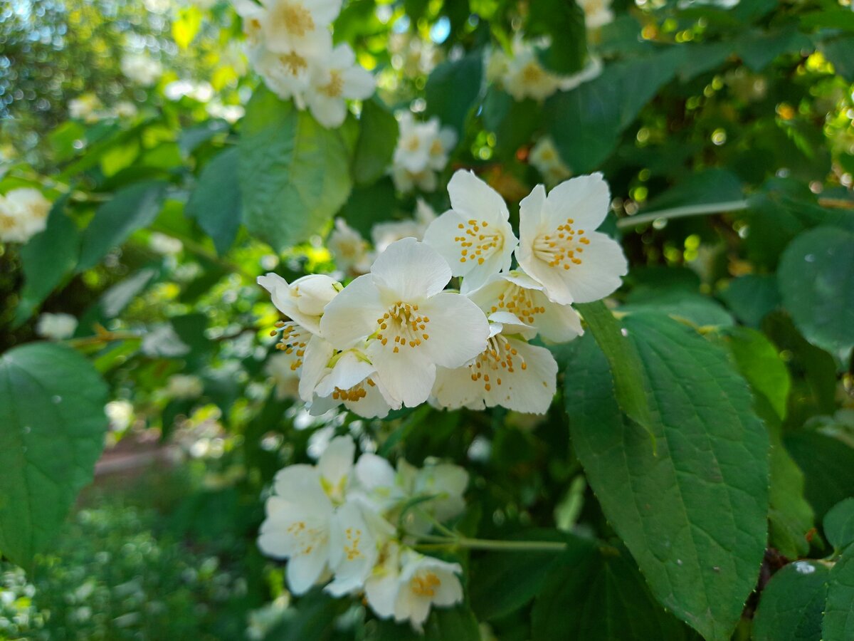 Жасмин мой бесценный