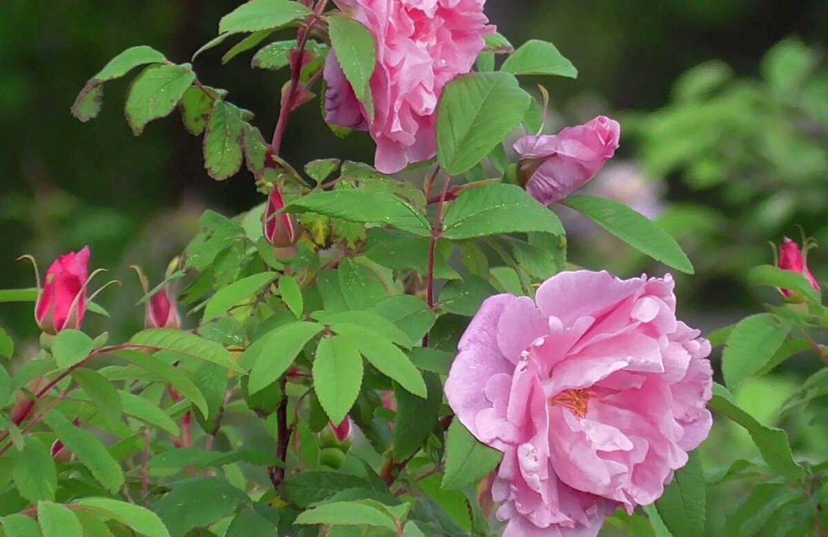 Парковая роза 