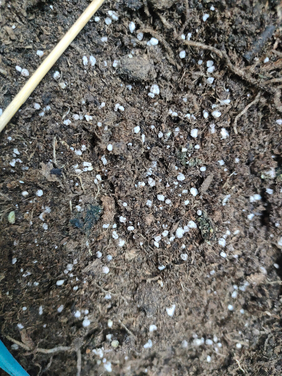 Старый грунт счистила с корней полностью.