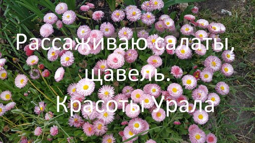 Рассаживаю салаты, щавель. // Красоты Урала