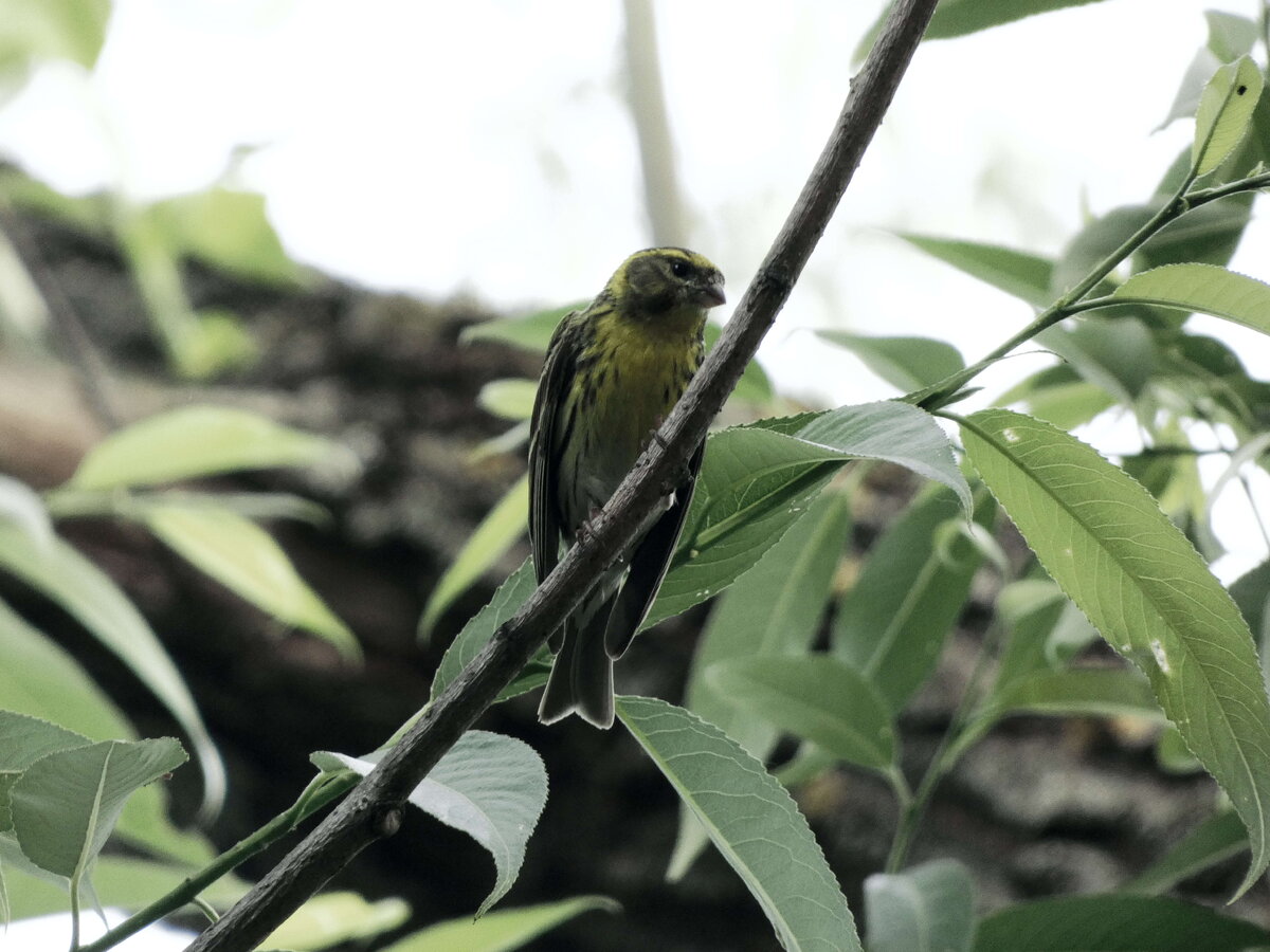 канареечный вьюрок