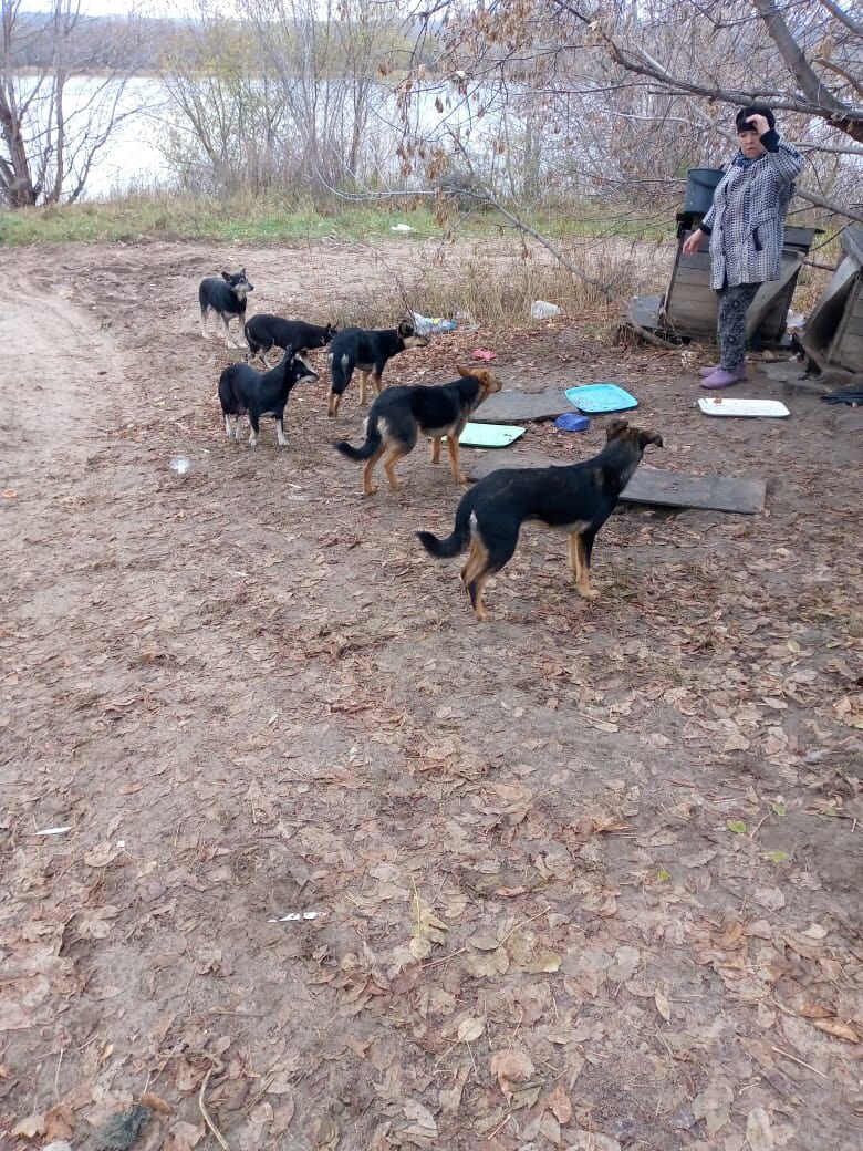 Малая часть той стаи